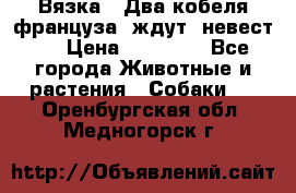  Вязка ! Два кобеля француза ,ждут  невест.. › Цена ­ 11 000 - Все города Животные и растения » Собаки   . Оренбургская обл.,Медногорск г.